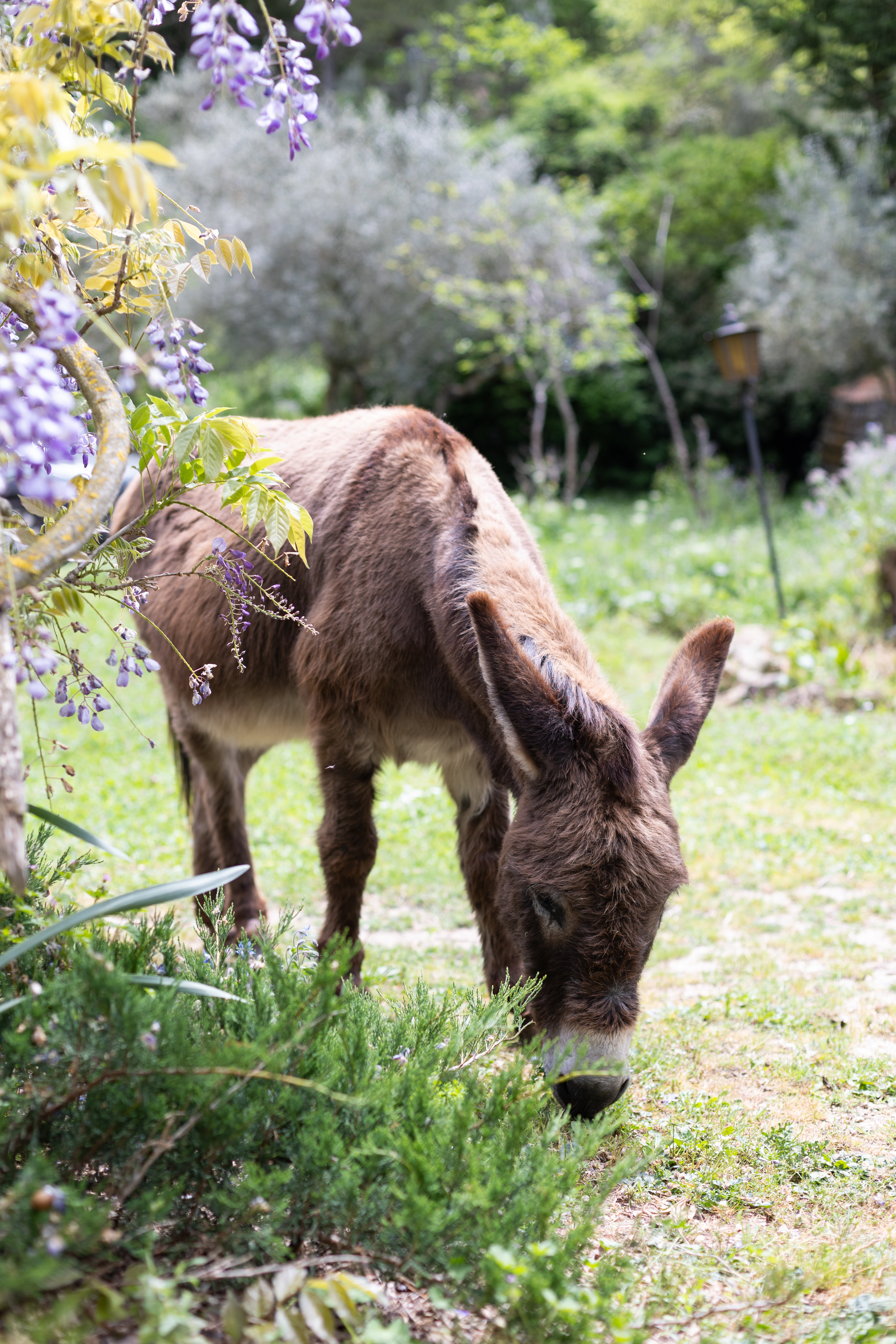 Pilou, l'âne du domaine
